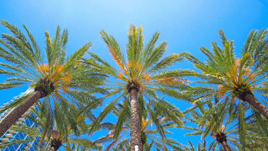 Florida Palm Trees