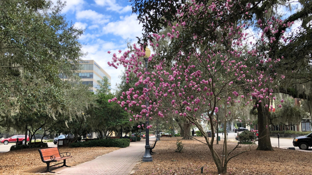 Image of spring in downtown Tallahassee, a side street with a park bench and a tree with pink blossoms.